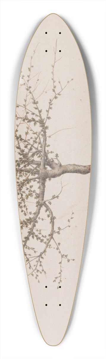 Luigi Balugani - Commiphora gileadensis (L.) C. Chr. (Balm of Gilead, Opobalsam). 39.3 inch art pintail longboard deck