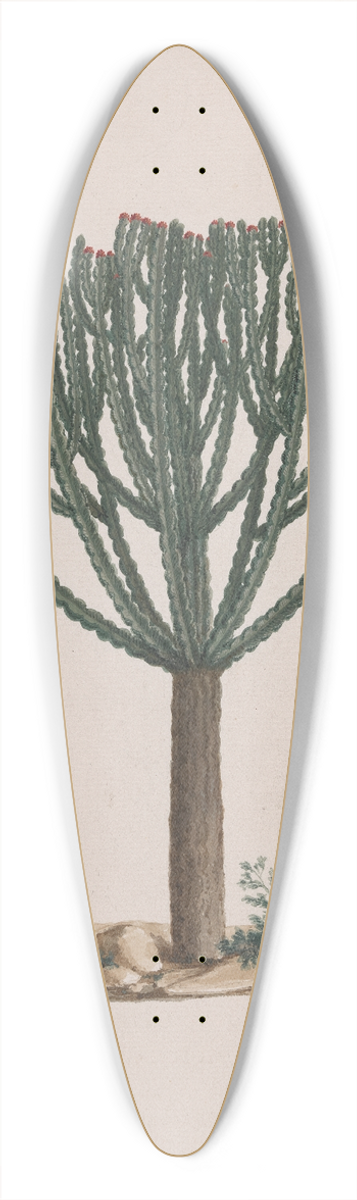Luigi Balugani - Euphorbia abyssinica J.F. Gmel. (Ethiopian Tree-Spurge) 39.3 inch art pintail longboard deck
