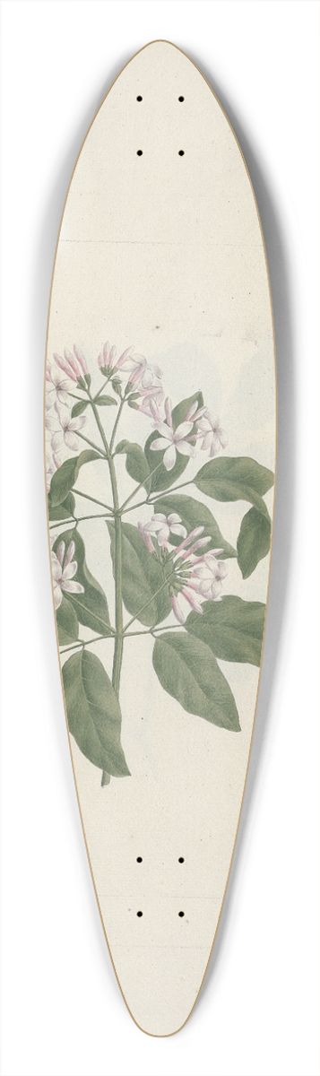 Luigi Balugani - Jasminum abyssinicum DC. (Ethiopian Jasmine) 39.3 inch art pintail longboard deck