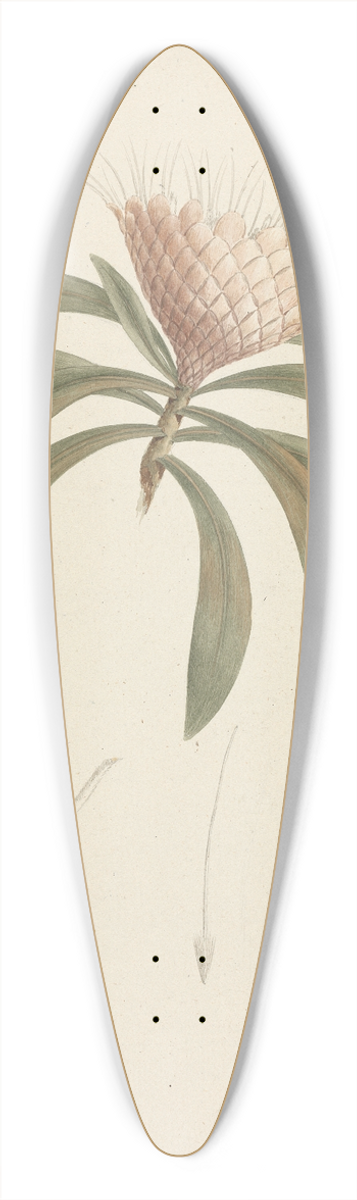 Luigi Balugani - Protea gaguedi J.F. Gmel. (Protea) 39.3 inch art pintail longboard deck