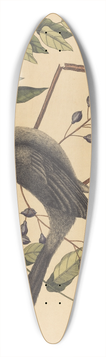 Mark Catesby - The Red Legged Thrush (Turdus plumbeus) 39.3 inch art pintail longboard deck