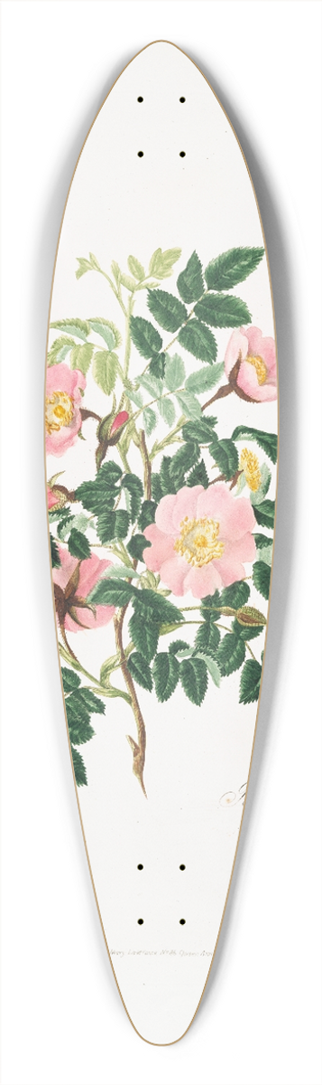 Mary Lawrance - Rosa alpina 39.3 inch art pintail longboard deck