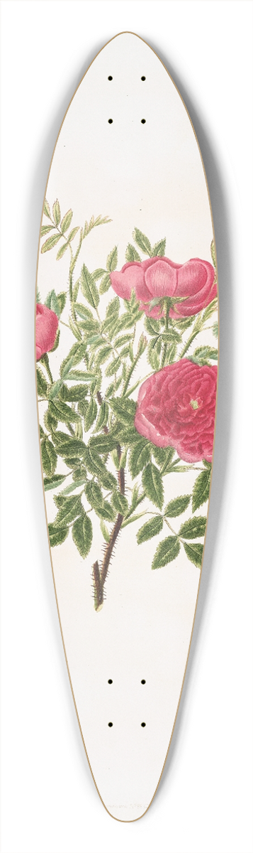 Mary Lawrance - Rosa centifolia5 39.3 inch art pintail longboard deck