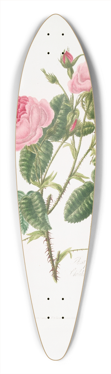 Mary Lawrance - Rosa provincialis4 39.3 inch art pintail longboard deck