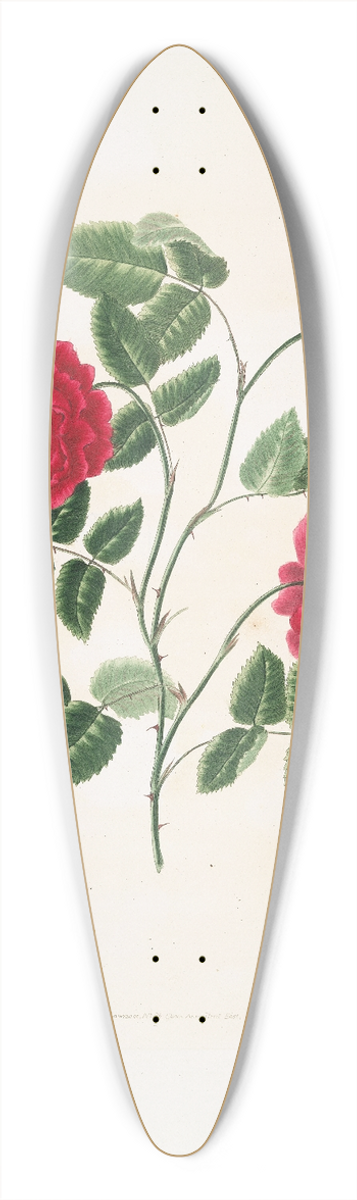 Mary Lawrance - Rosa semperflorens 39.3 inch art pintail longboard deck
