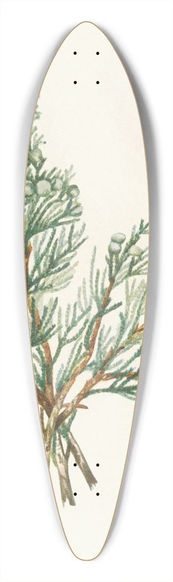 Mary Vaux Walcott - Creeping Juniper. Juniperus horizontalis 39.3 inch art pintail longboard deck