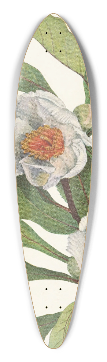 Mary Vaux Walcott - Franklinia. Pranklinia alatamaha 39.3 inch art pintail longboard deck