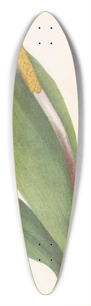 Mary Vaux Walcott - Goldenclub. Orontium aquaticum 39.3 inch art pintail longboard deck