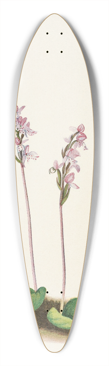Mary Vaux Walcott - Roundleaf Orchis. (Orchis rotundifolia) 39.3 inch art pintail longboard deck
