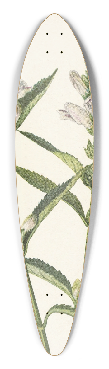 Mary Vaux Walcott - Turtlehead. Chelone glabra 39.3 inch art pintail longboard deck