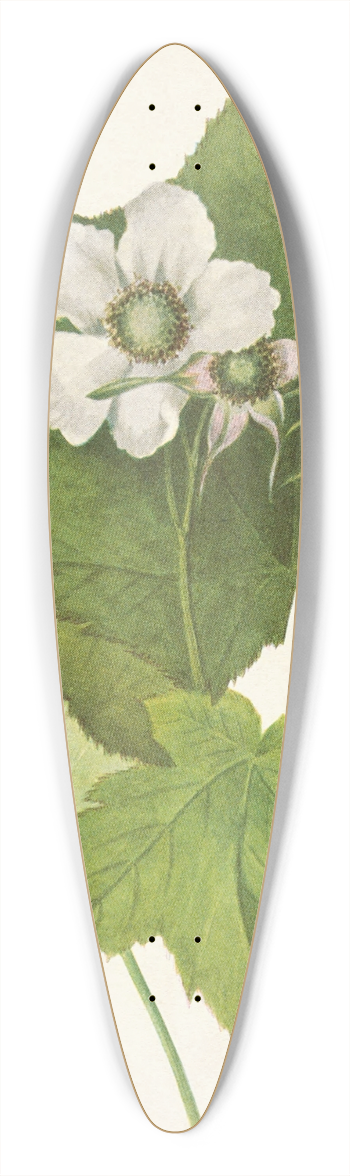 Mary Vaux Walcott - Whiteflowering Raspberry. Rubus parviflorus 39.3 inch art pintail longboard deck