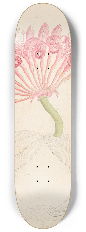 Clemenz Heinrich Wehdemann - Brunswigia [Ammocharis coranica] 8.25 inch art skate deck
