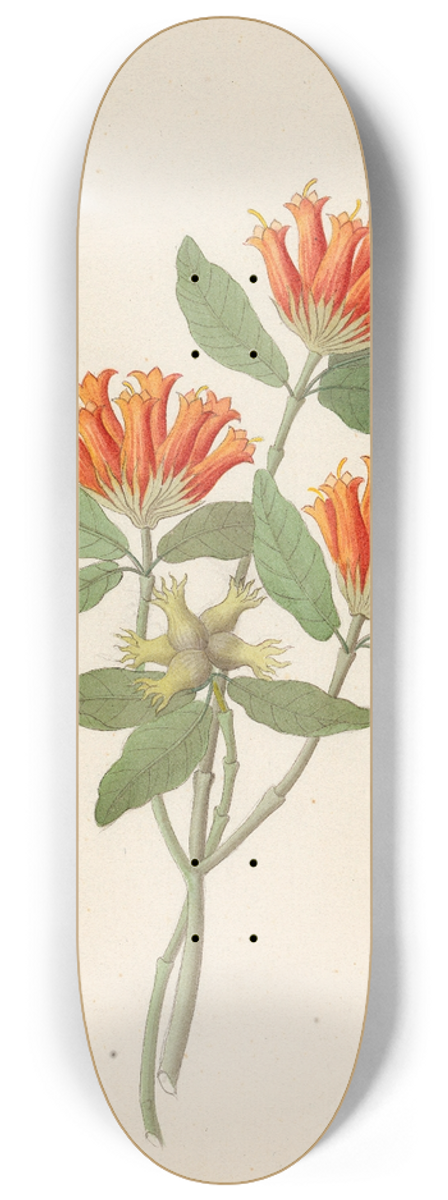 Clemenz Heinrich Wehdemann - Gardenia Nova Sp. [Burchellia bubalina] 8.25 inch art skate deck