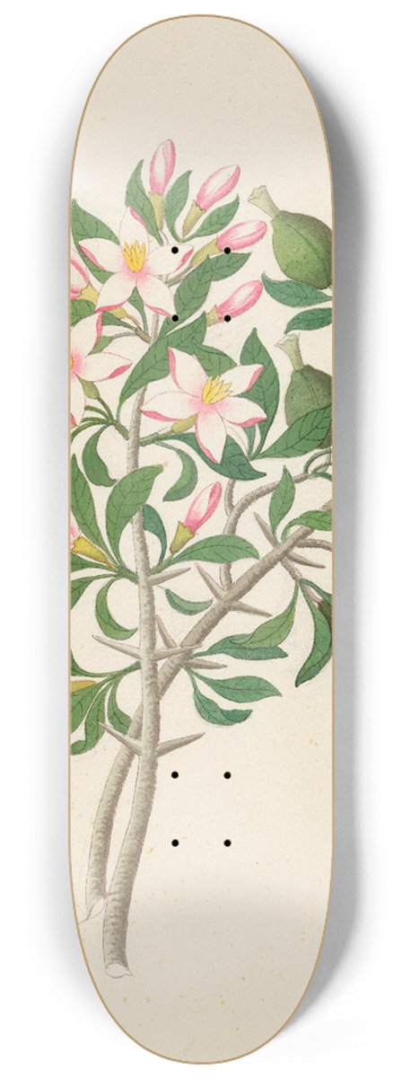 Clemenz Heinrich Wehdemann - Gardenia Nov. Sp. [Hyperacanthus amoenus] 8.25 inch art skate deck