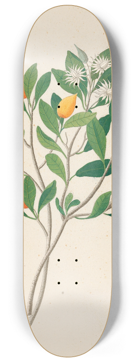 Clemenz Heinrich Wehdemann - Hexand. Mono. [Mimusops obovata] 8.25 inch art skate deck