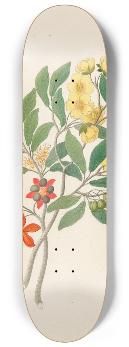 Clemenz Heinrich Wehdemann - Icosandria monog. [Ochna arborea] 8.25 inch art skate deck