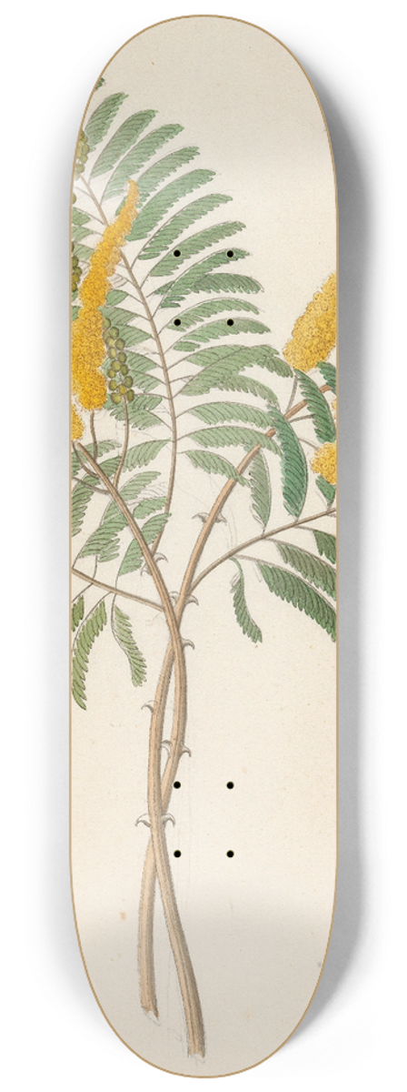 Clemenz Heinrich Wehdemann - Mimosa [Acacia caffra] 8.25 inch art skate deck