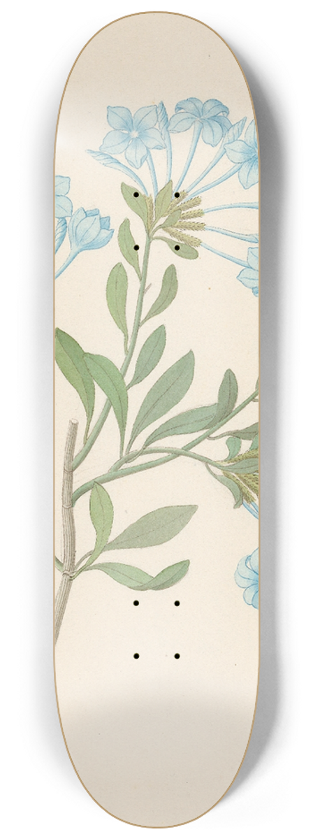 Clemenz Heinrich Wehdemann - Plombago capensis [Plumbago auriculata] 8.25 inch art skate deck