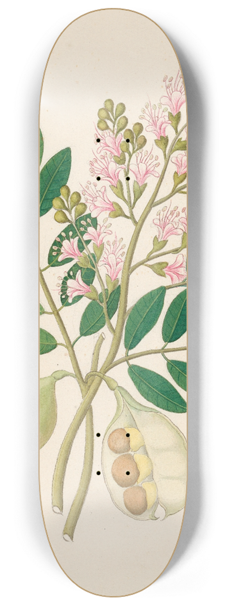 Clemenz Heinrich Wehdemann - Schotia Nov. Sp. [Schotia latifolia] 8.25 inch art skate deck