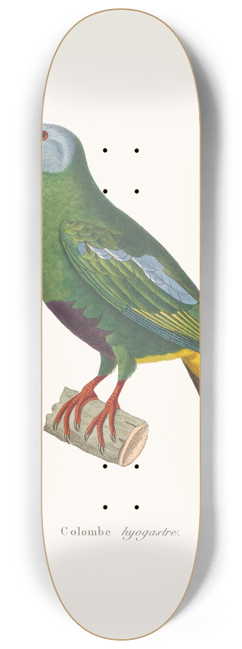 Coenraad Jacob Temminck - Colombe Hyogastre 8.25 inch art skate deck