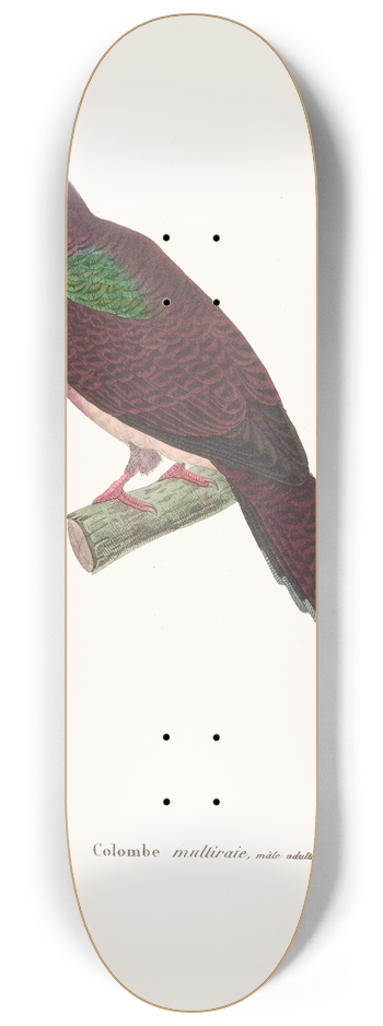 Coenraad Jacob Temminck - Colombe Multiraie. 8.25 inch art skate deck