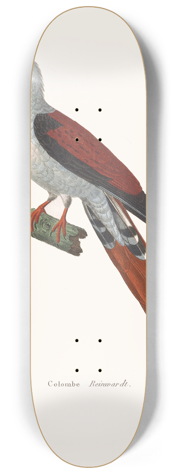Coenraad Jacob Temminck - Colombe Reinwardt 8.25 inch art skate deck