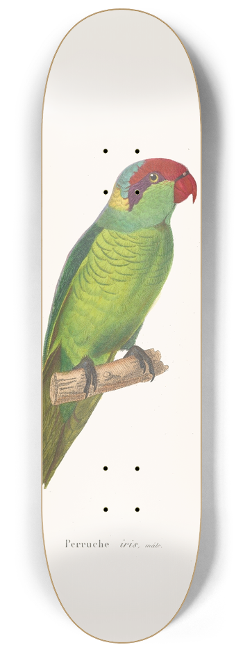 Coenraad Jacob Temminck - Perruche Iris 8.25 inch art skate deck