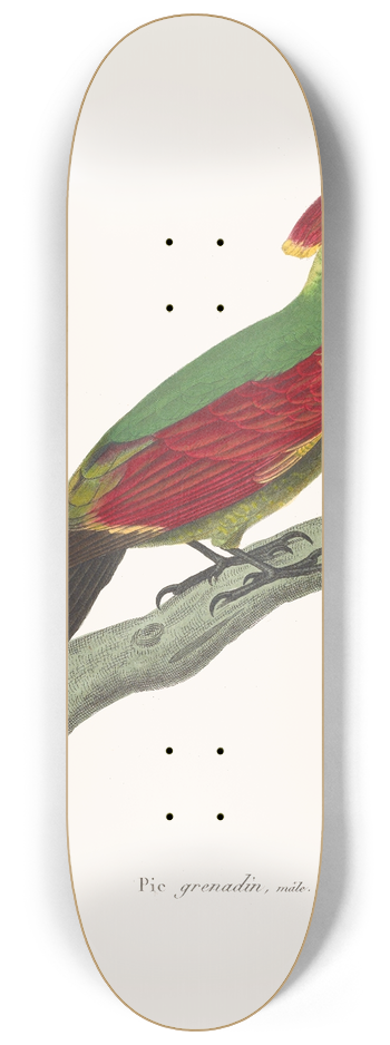 Coenraad Jacob Temminck - Pic Grenadin 8.25 inch art skate deck