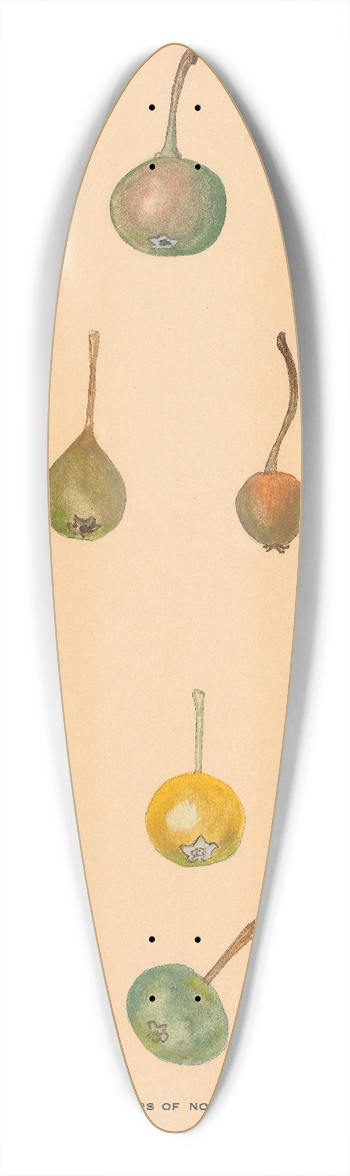 Nikolai Ivanovich Vavilov - The Wild Pears of North Caucasus 39.3 inch art pintail longboard deck