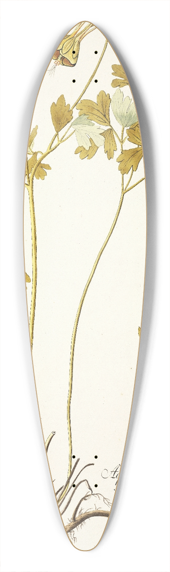 Nikolaus Joseph Freiherr von Jacquin - Aquilegia viridiflora 39.3 inch art pintail longboard deck