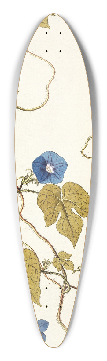 Nikolaus Joseph Freiherr von Jacquin - Ipomoea hederacea 39.3 inch art pintail longboard deck