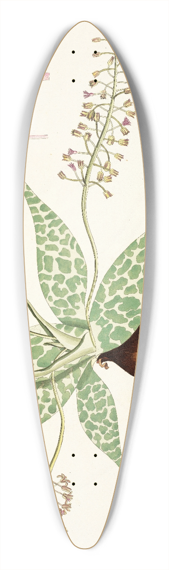 Nikolaus Joseph Freiherr von Jacquin - Lachenalia lanceaefolia 39.3 inch art pintail longboard deck