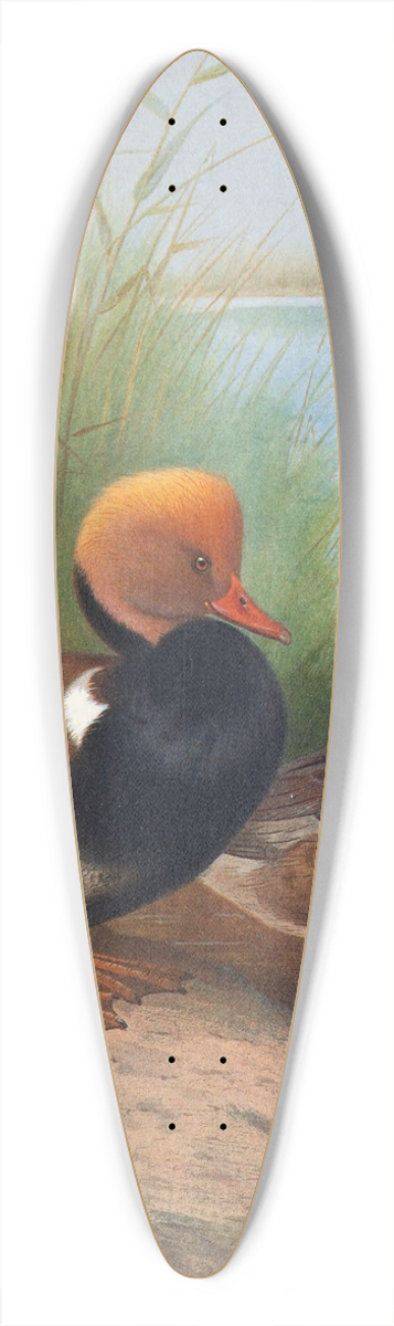 Otto Murray Dixon - Red-Crested Pochard 39.3 inch art pintail longboard deck