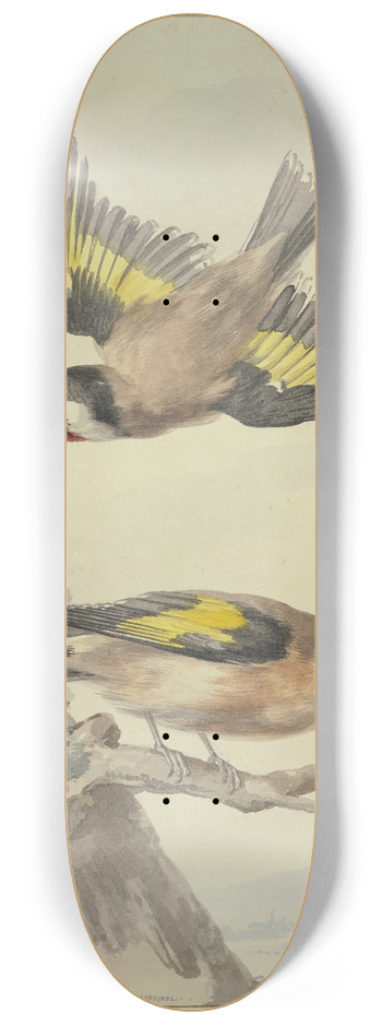 Aert Schouman - Two goldfinches 8.25 inch art skate deck