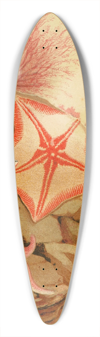 Philip Henry Gosse - Star Fishes 39.3 inch art pintail longboard deck