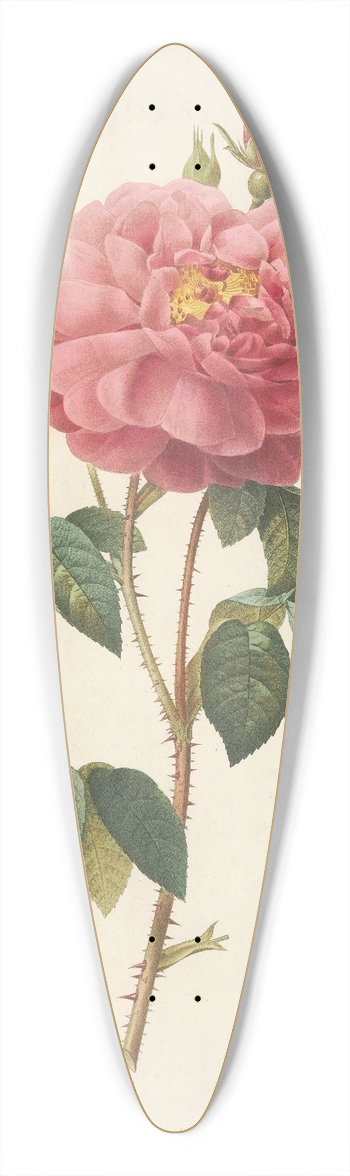 Pierre Joseph Redout - Rosa Gallica Aurelianensis 39.3 inch art pintail longboard deck