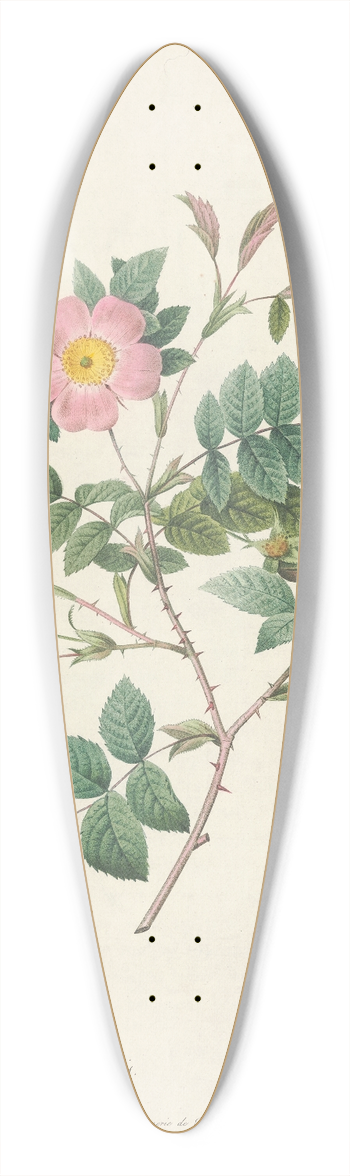 Pierre Joseph Redout - Rosa Malmundariensis 39.3 inch art pintail longboard deck