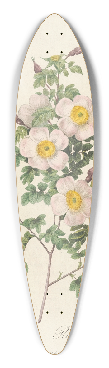 Pierre Joseph Redout - Rosa Pimpinellifolia Inermis 39.3 inch art pintail longboard deck