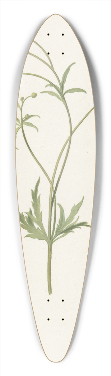 Pieter Withoos - Dubbele gele ranonkel en insekt 39.3 inch art pintail longboard deck