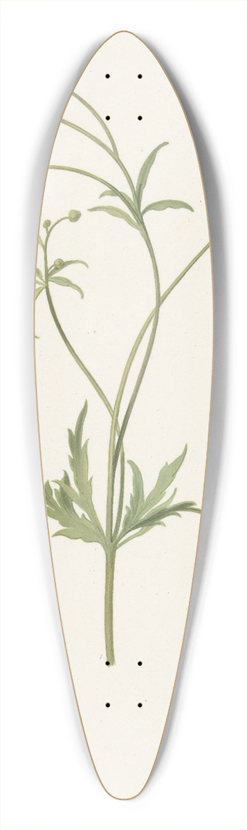 Pieter Withoos - Dubbele gele ranonkel en insekt 39.3 inch art pintail longboard deck