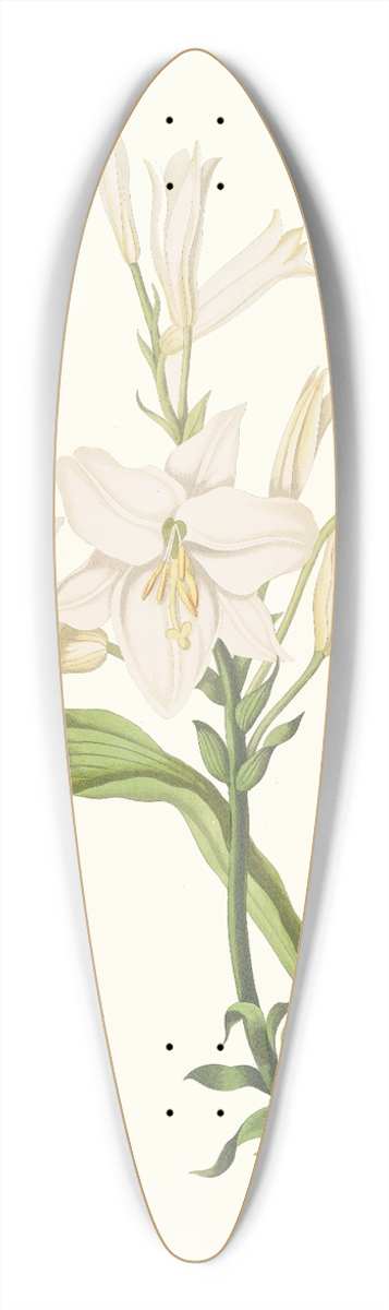 Priscilla Susan Bury - Lilium Candidum 39.3 inch art pintail longboard deck