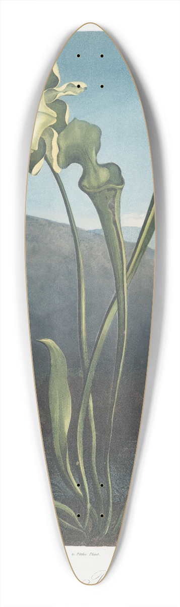 Robert John Thornton - American Bog Plants. I Fetid Pothos. Ii Pitcher Plant. III Venuss Fly Trap. 39.3 inch art pintail longboard deck