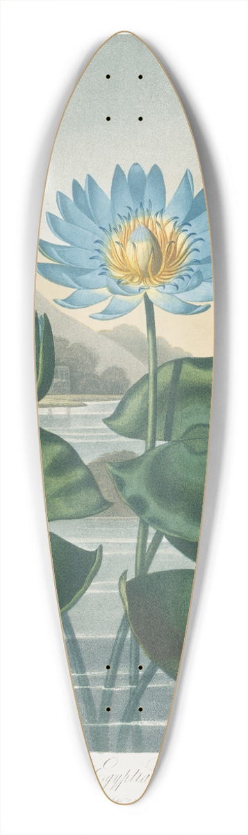 Robert John Thornton - The Blue Egyptian Water-Lily 39.3 inch art pintail longboard deck