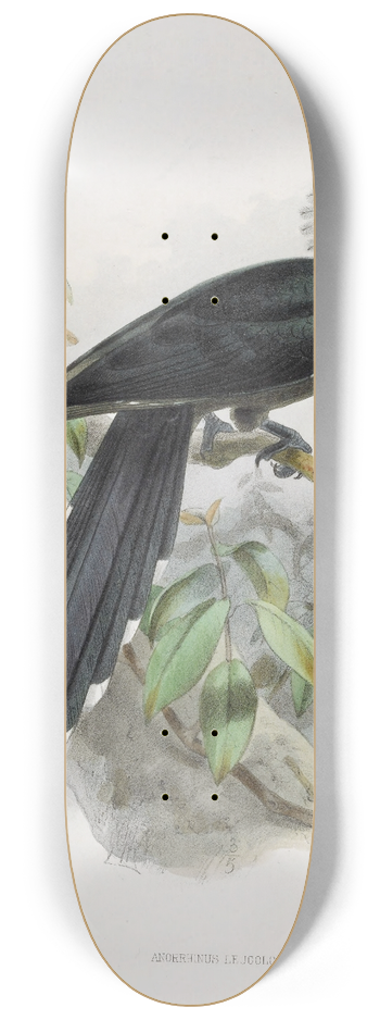 Daniel Giraud Elliot - Anorrhinus leucolophus 8.25 inch art skate deck