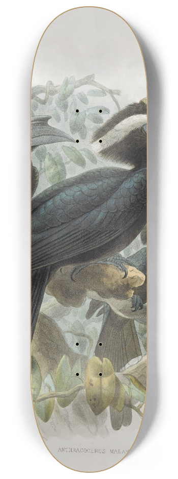 Daniel Giraud Elliot - Anthracoceros malayanus 8.25 inch art skate deck