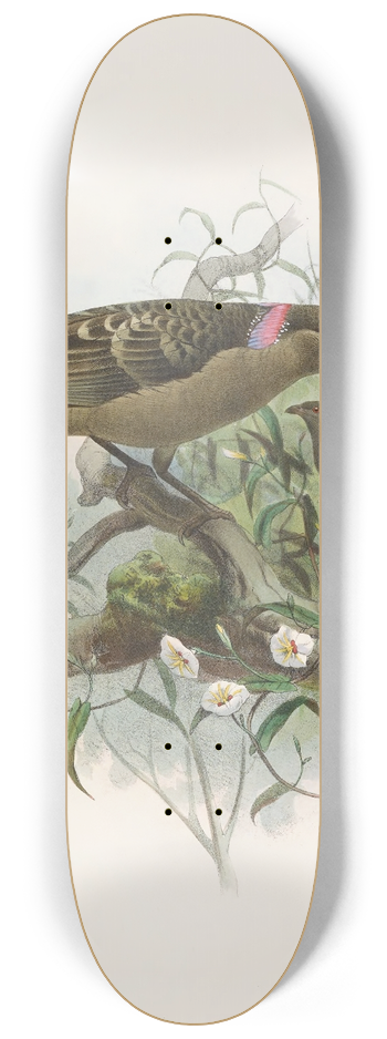 Daniel Giraud Elliot - Chlamydodera nuchalis 8.25 inch art skate deck