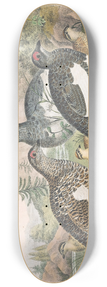 Daniel Giraud Elliot - Common Ptarmigan 8.25 inch art skate deck