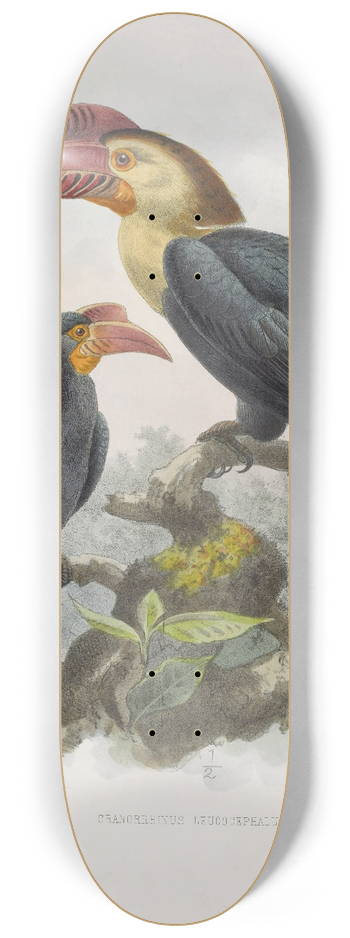 Daniel Giraud Elliot - Cranorrhinus leucocephalus 8.25 inch art skate deck