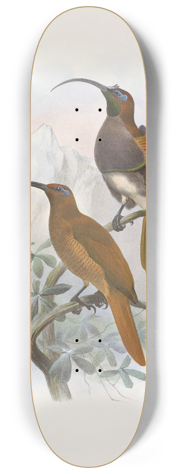 Daniel Giraud Elliot - Drepanornis  Albertis 8.25 inch art skate deck