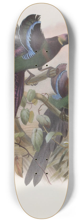 Daniel Giraud Elliot - Epimachus Ellioti 8.25 inch art skate deck